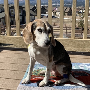 Fundraising Page: Deborah Igal